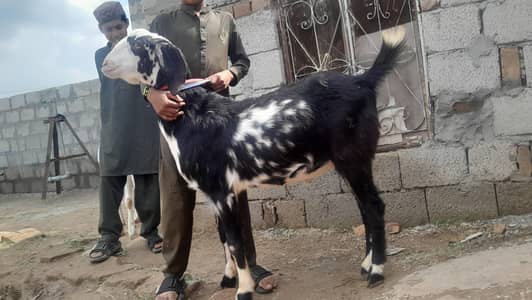 Bakra for Qurbani