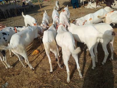 Eid goats