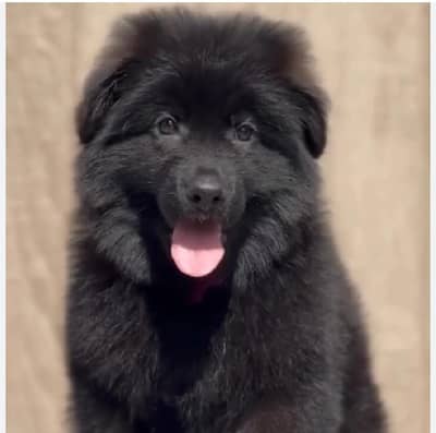 long coat black jarman shaft puppy female