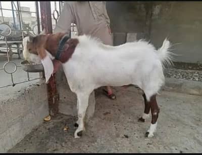 Bakra qurbani ke liye for sale. . . O323--2036--890--