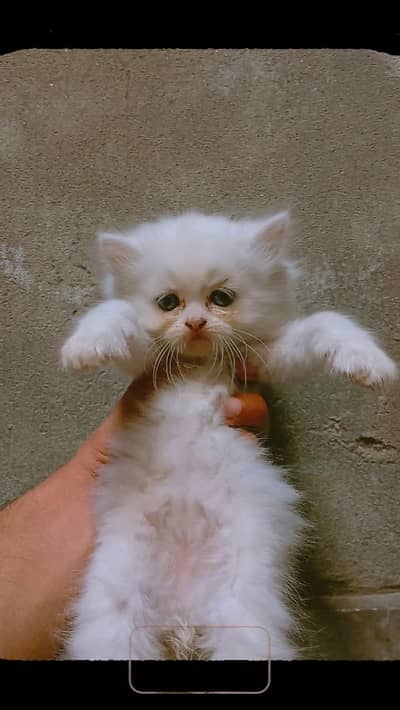 White Persian Cat for sale