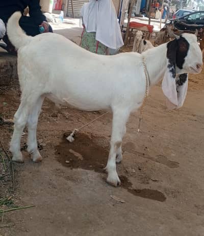 2 dant bakra for sale
