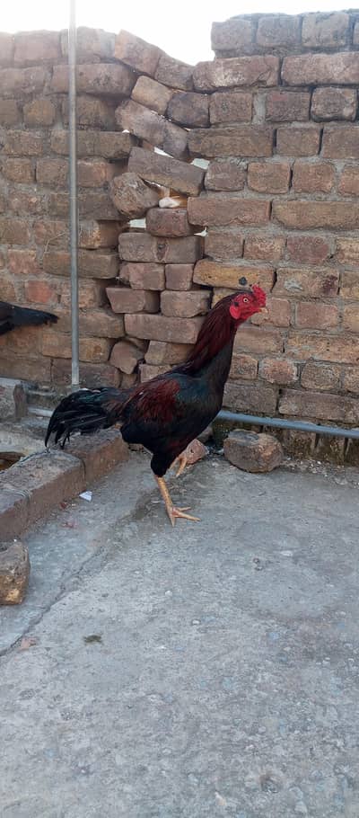 aseel for sale