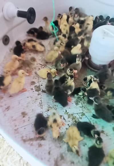 Desi duckling day old