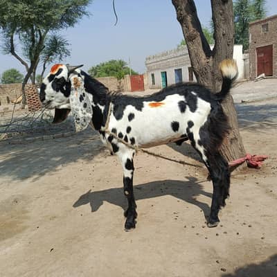 گھر کا پالا ہوا خوبصورت وزن دار بکرا قربانی کے لیے عمر میں پورا اور