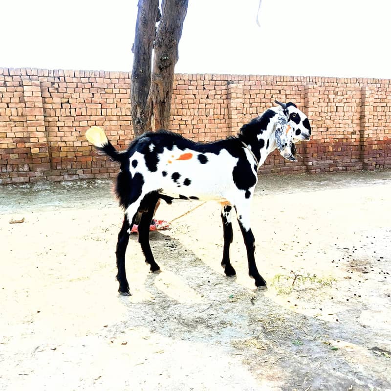 گھر کا پالا ہوا خوبصورت وزن دار بکرا قربانی کے لیے عمر میں پورا اور 1