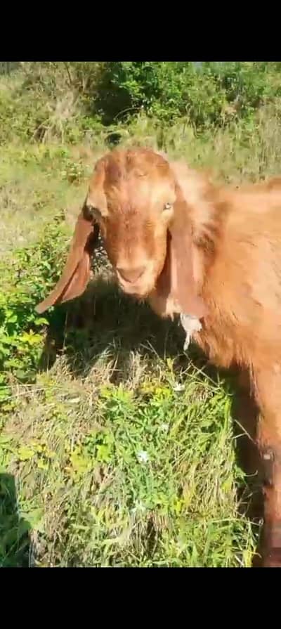 Goat for sale