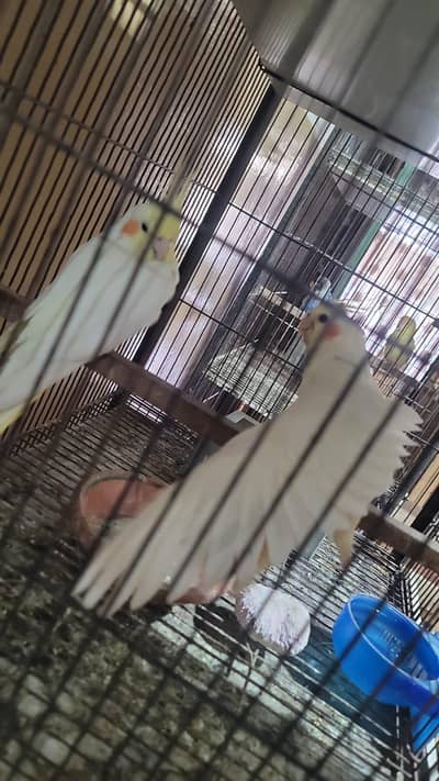 cocktail pair and love bird pair with tow cage I cage to pirstion