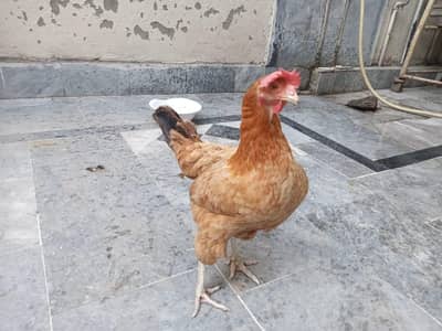 Healthy Adult Egg-Laying Hen for Sale  | Active & Home Raised