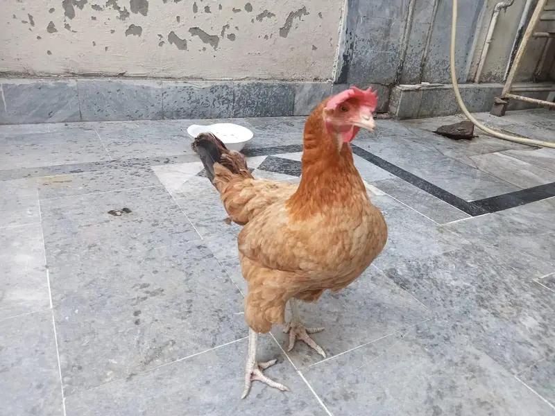 Healthy Adult Egg-Laying Hen for Sale  | Active & Home Raised