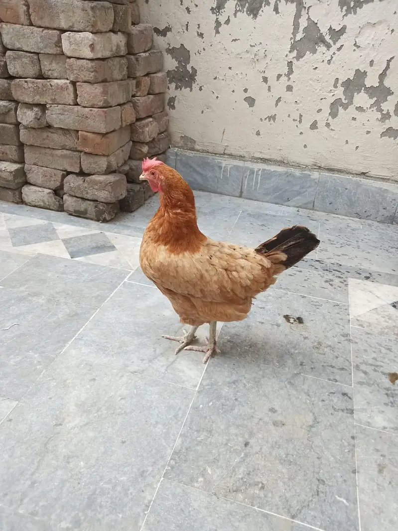 Healthy Adult Egg-Laying Hen for Sale  | Active & Home Raised — photo 2