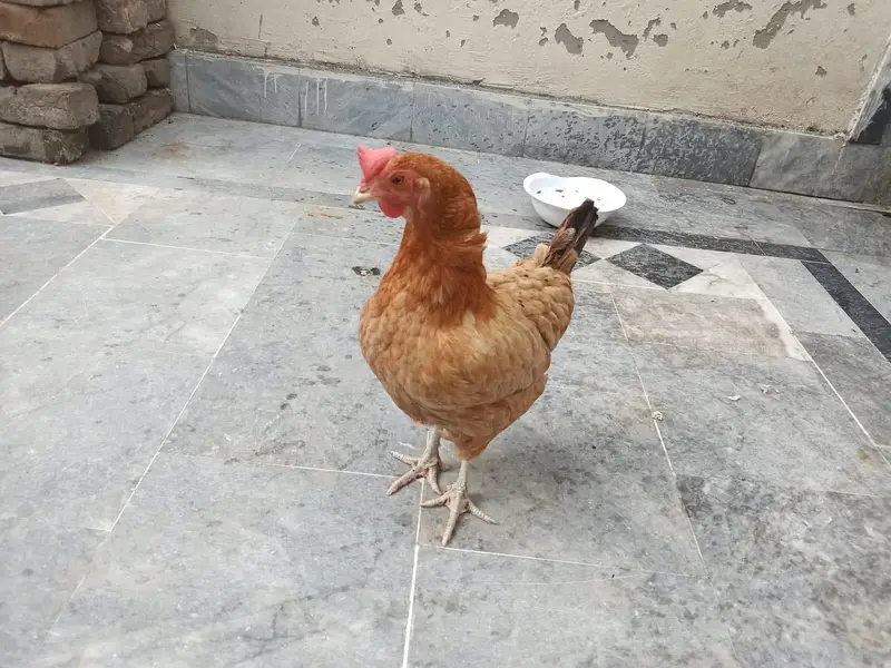 Healthy Adult Egg-Laying Hen for Sale  | Active & Home Raised — photo 3