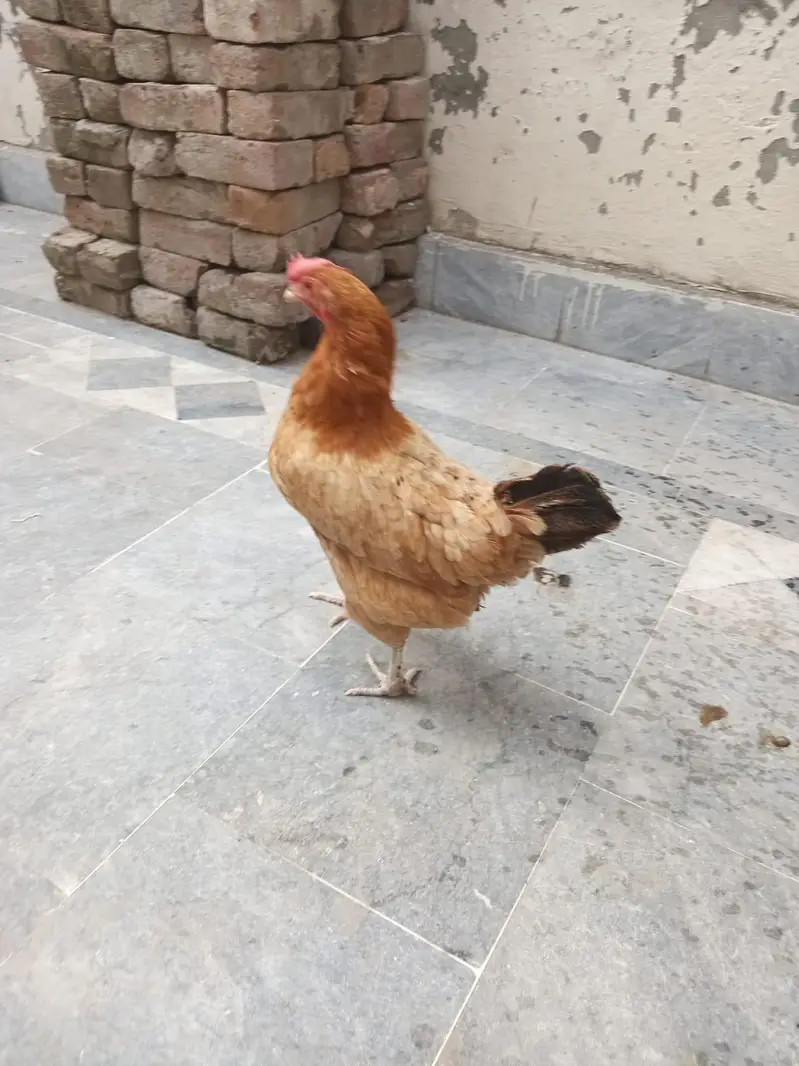 Healthy Adult Egg-Laying Hen for Sale  | Active & Home Raised — photo 4