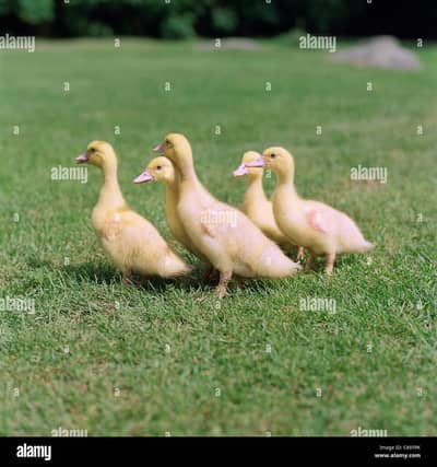 Desi Duck Chicks