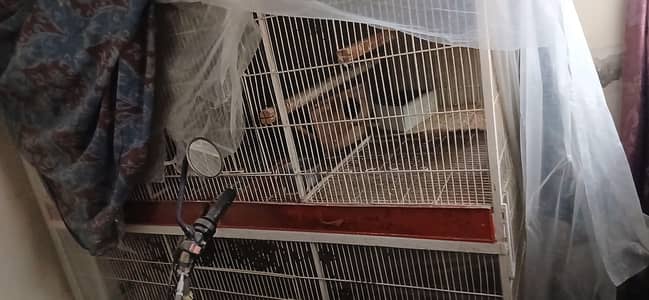 cage for sale phn 0 3 1 0 5 1 8 2 1 0 3