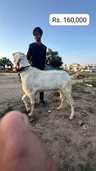 Limited Qurbani Goats for sale , best price , 2 dant
