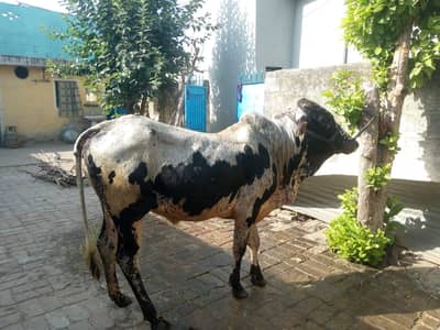 Qurbani bail