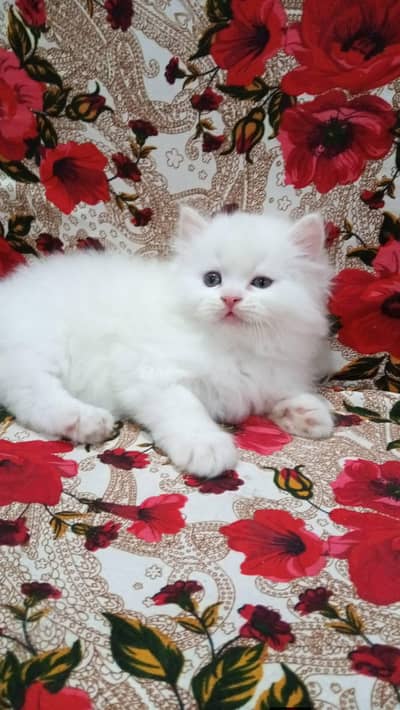 Persian cats My WhatsApp 03436966924 //+&$#@3##