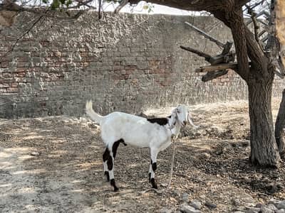 Desi Bakra