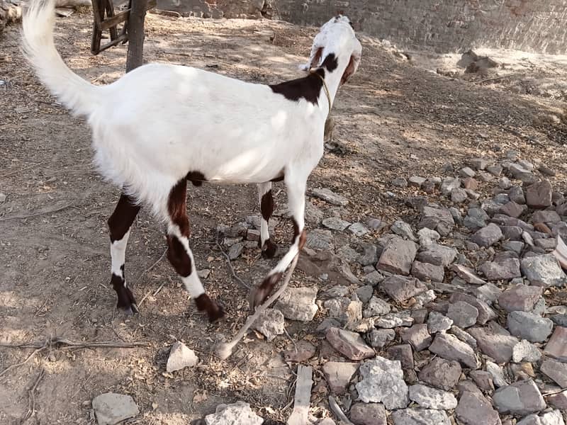 Desi Bakra 1