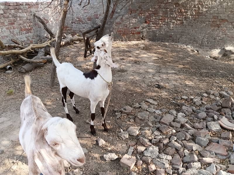 Desi Bakra 2