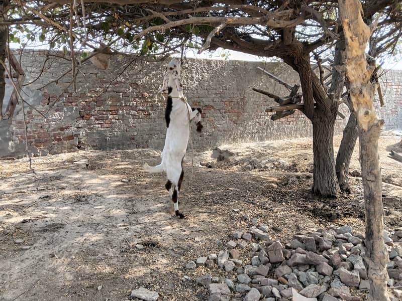 Desi Bakra 3