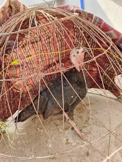 turkey breedar female fint and fine