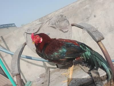 one aseel murgha pair with thai murghi and with 3 kids and one thi hen