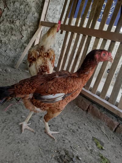 Aseel egg lying hen