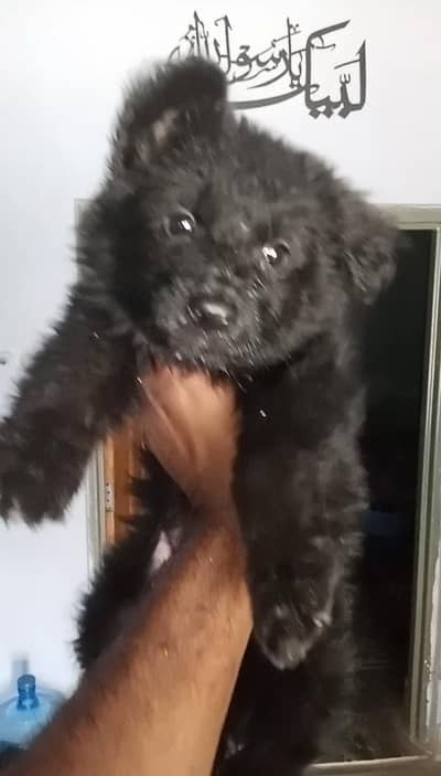 Black German shepherd puppies