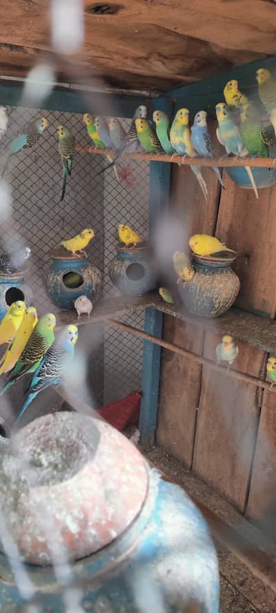 budgie