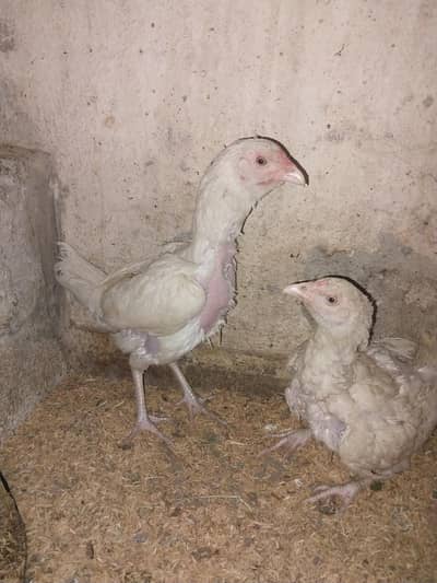 kruk khar dumi heera