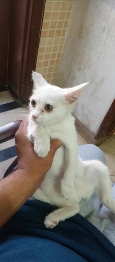 dollface cat