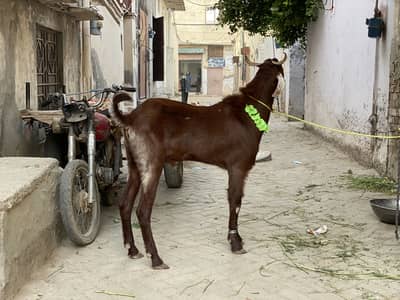 50 kg + weight bakra