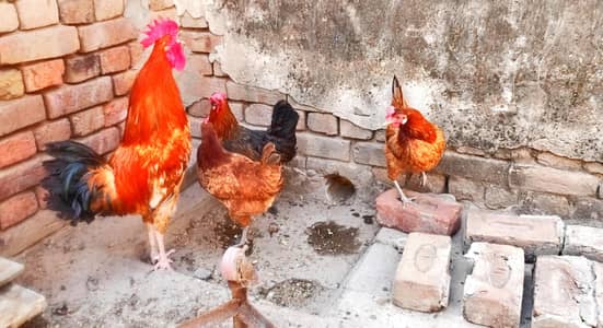 Ghar my Barry howy 17 Months k hen 3 Andy Daily Dety hen