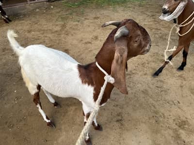 3 Bakra available 2 teeth & 4 teeth