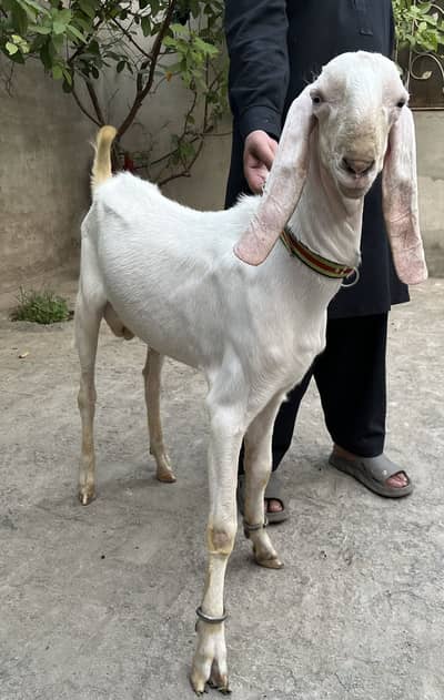 Pure rajan puri bakra for Eid 2026