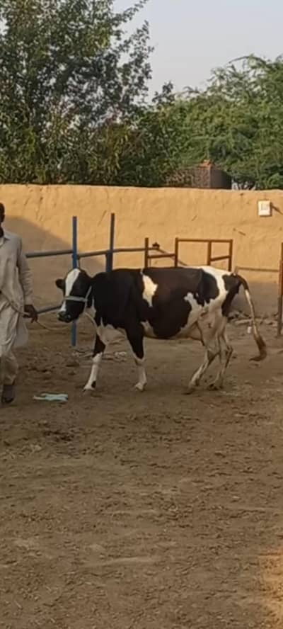 جرسی فریزین کراس گائے