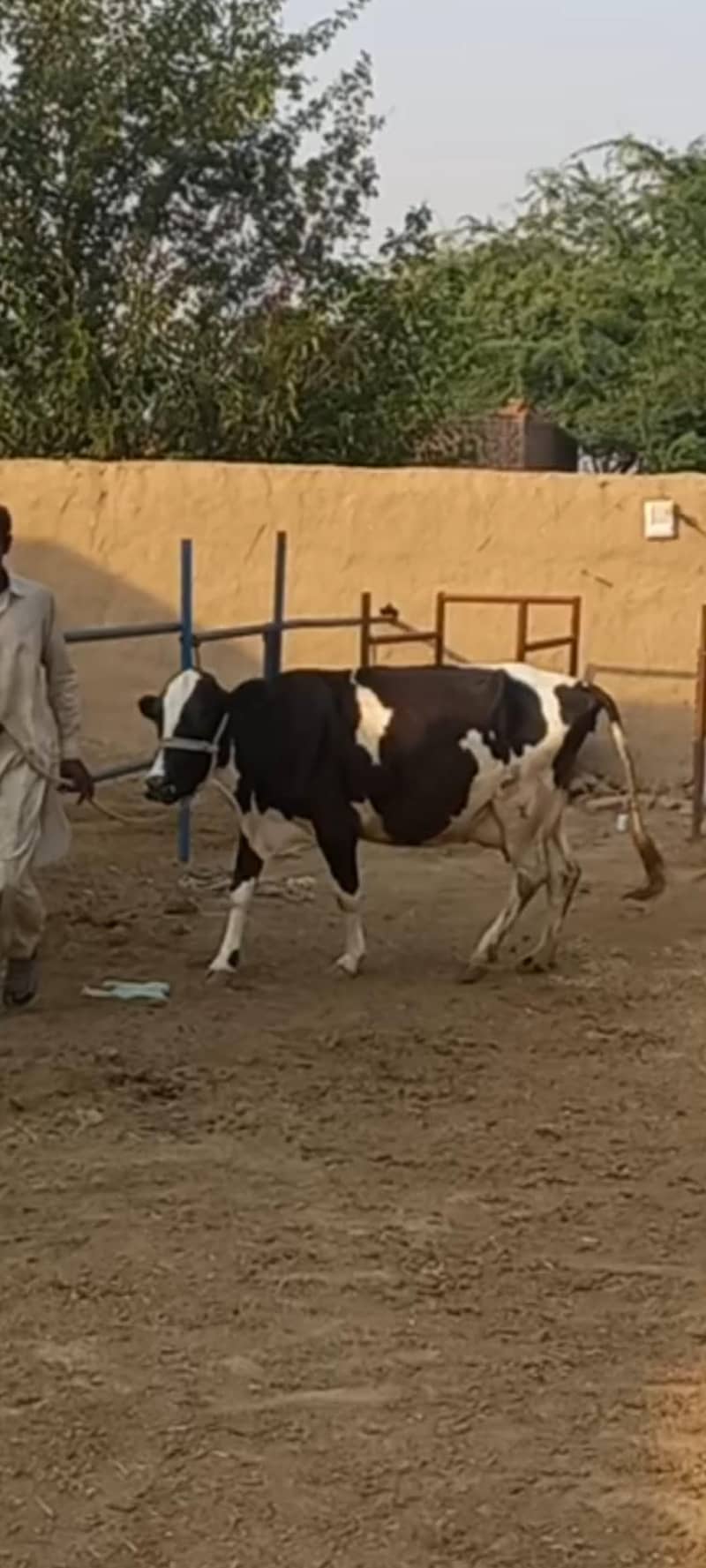 جرسی فریزین کراس گائے 0