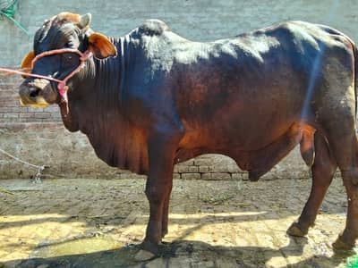 MaaShaaAllah Desi Beautiful and Healthy Qurbani Bull for Eid ul Adha