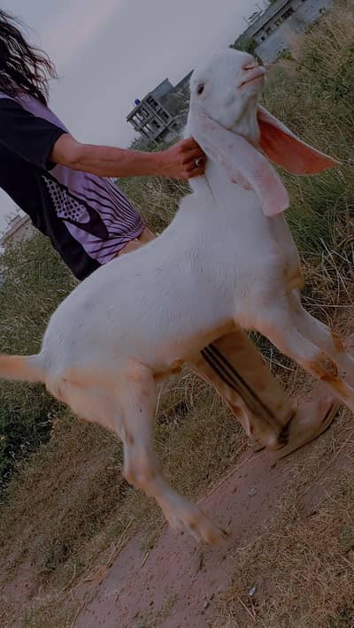 2,Dasi Goats