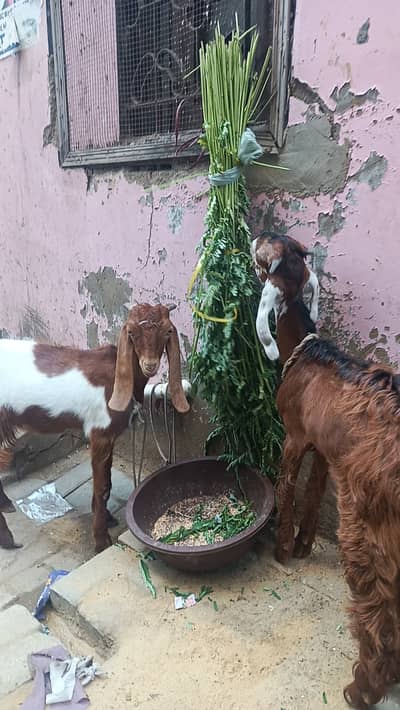 For sale bakrey