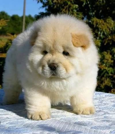 Chow chow puppies 0344*69*33885