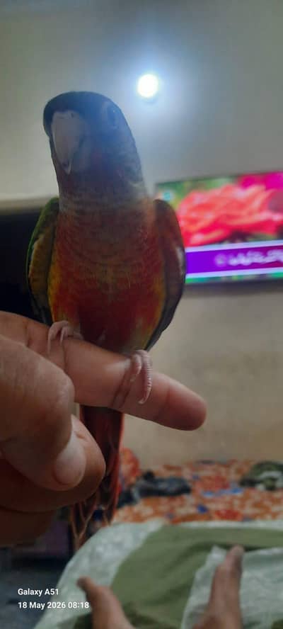 Green Conure
