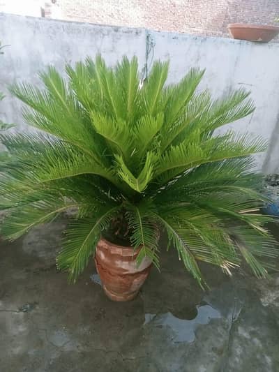 palm plant