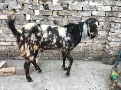 Dunda Bakra