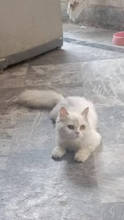 Persian cat female