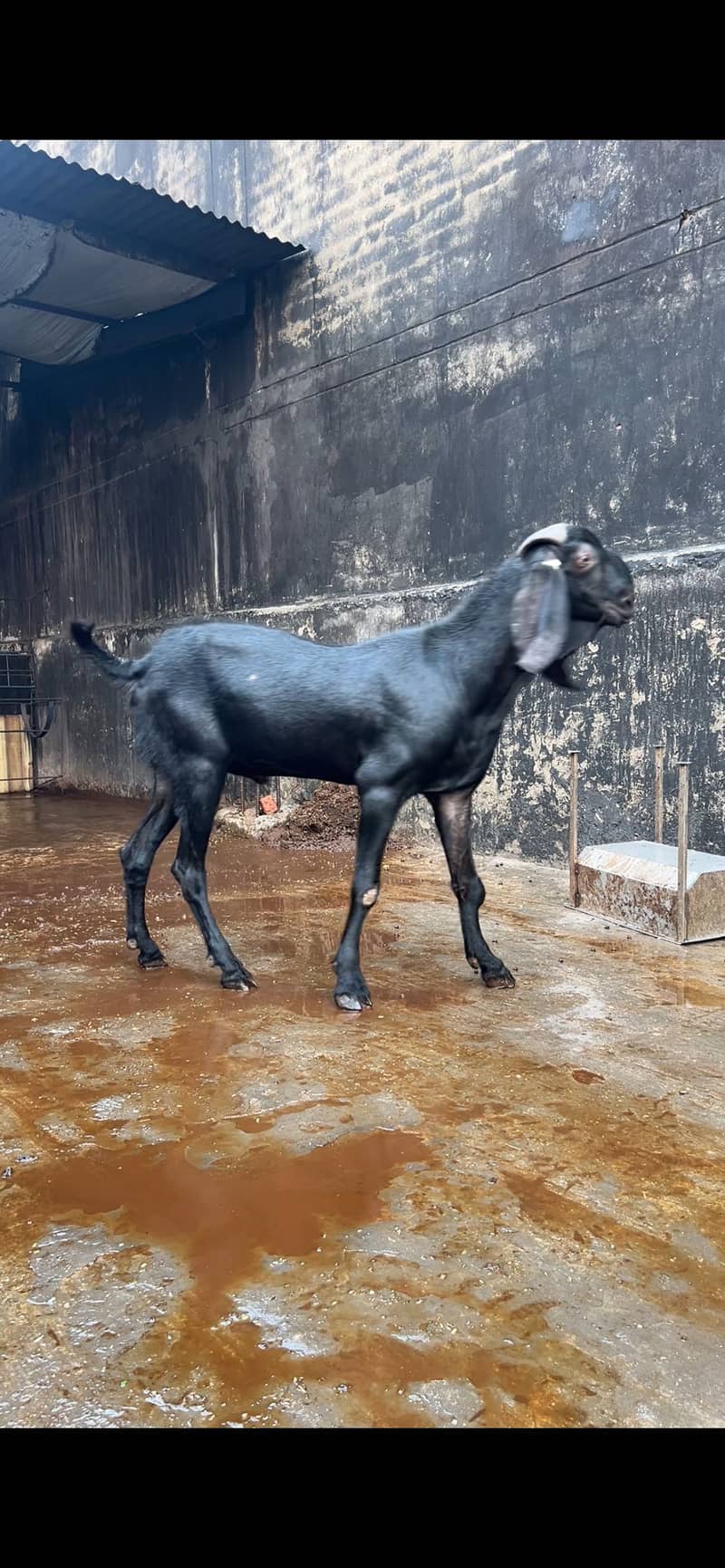 Bakra 0