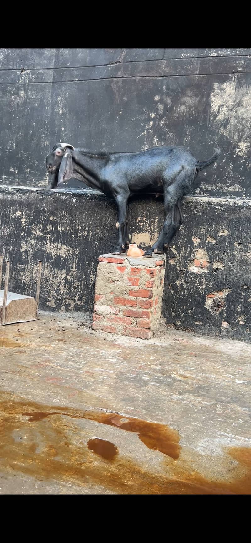 Bakra 1