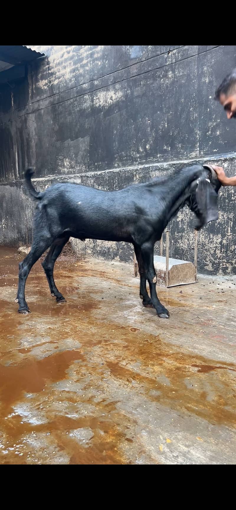 Bakra 2